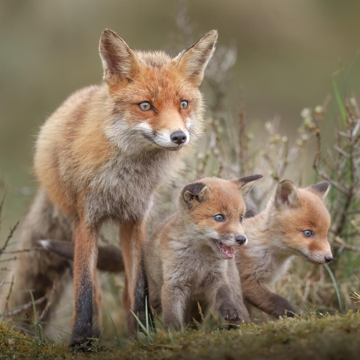 Foxcubs