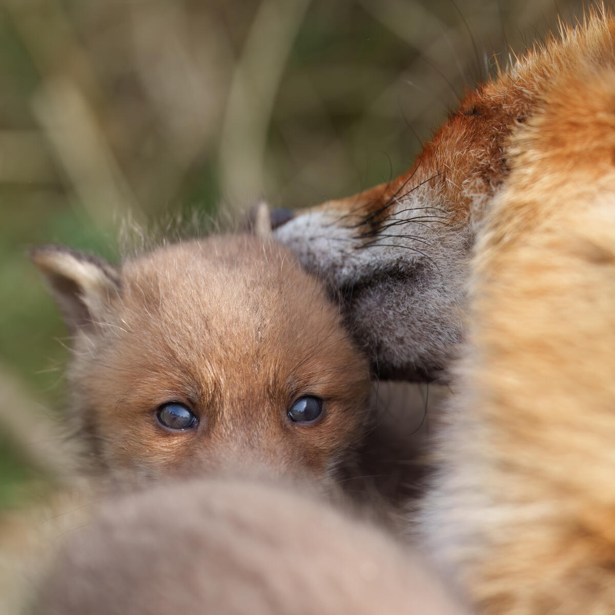Foxcub