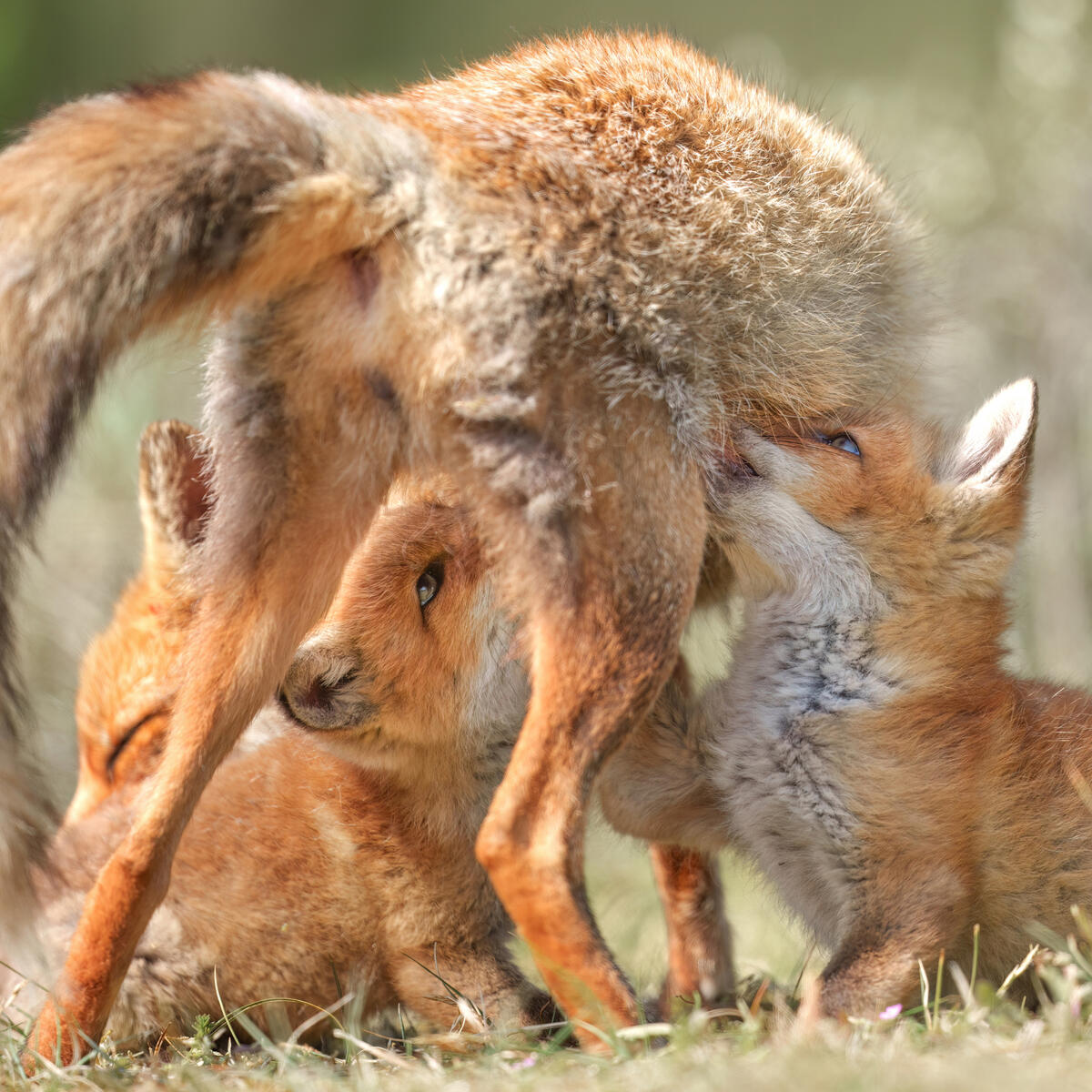 Thirsty foxes