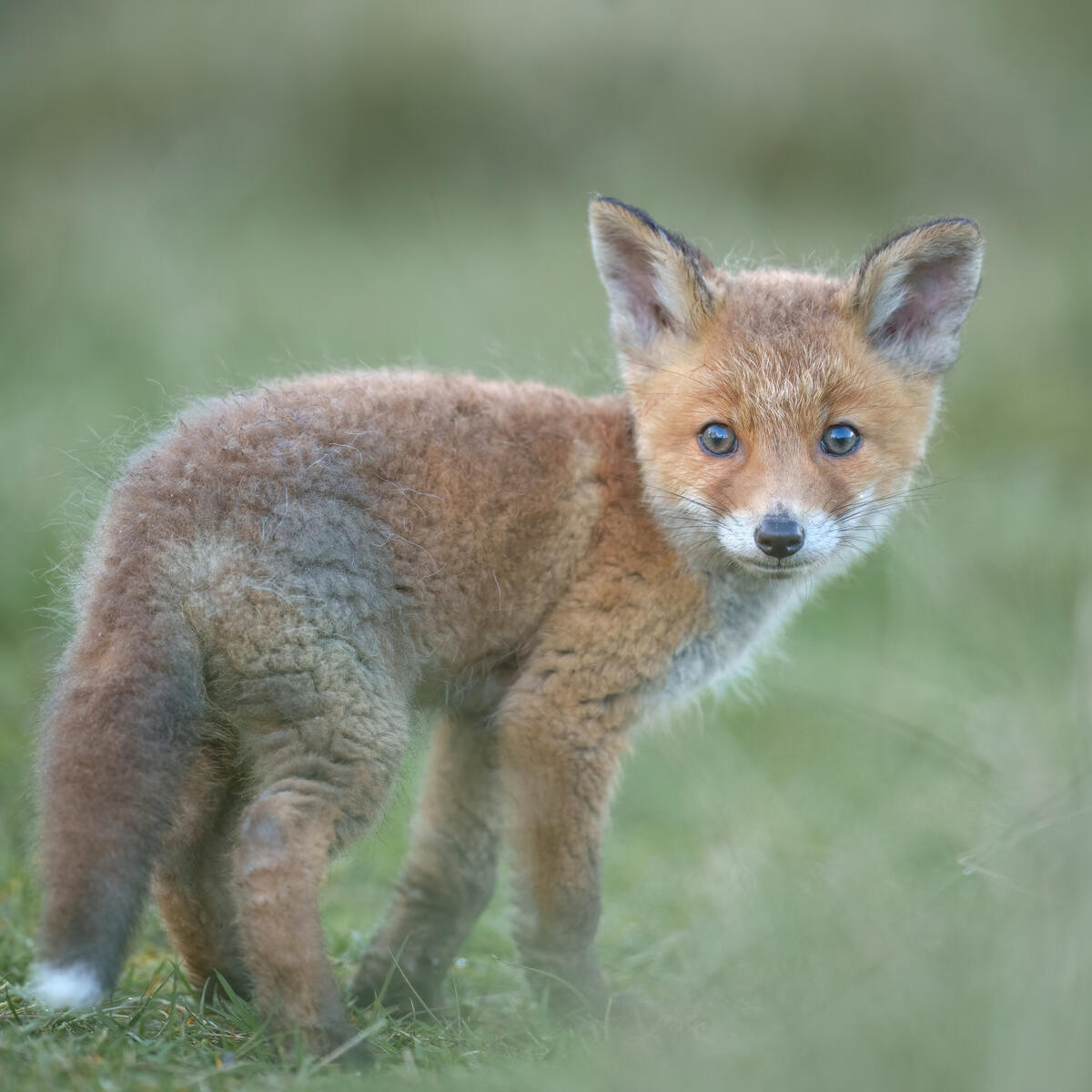 Foxcub