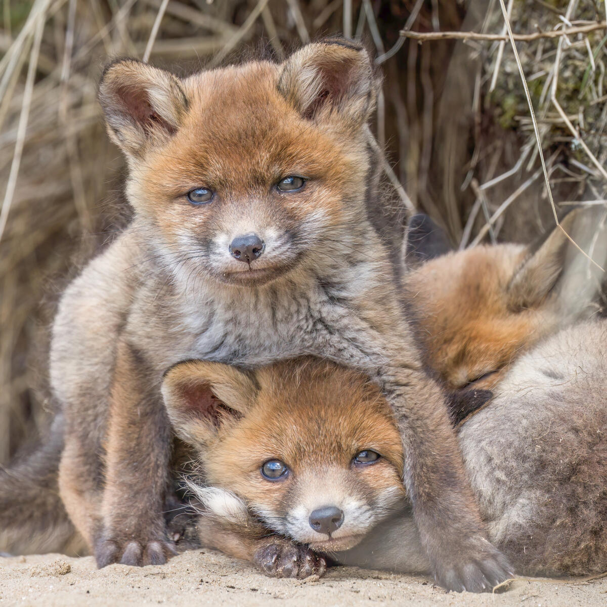2 foxcubs