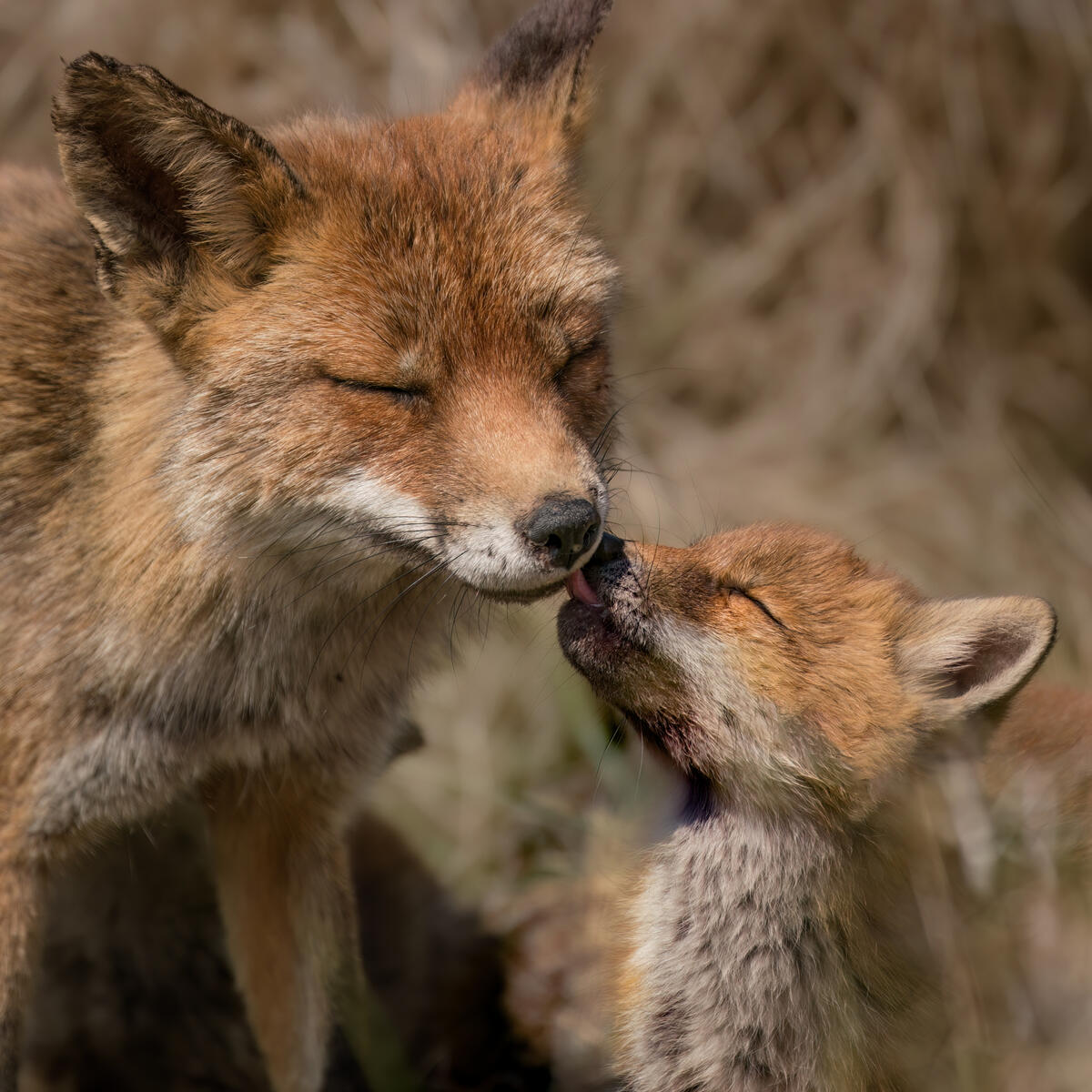 Fox kiss