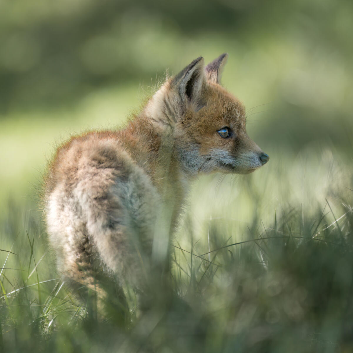 Foxcub in green