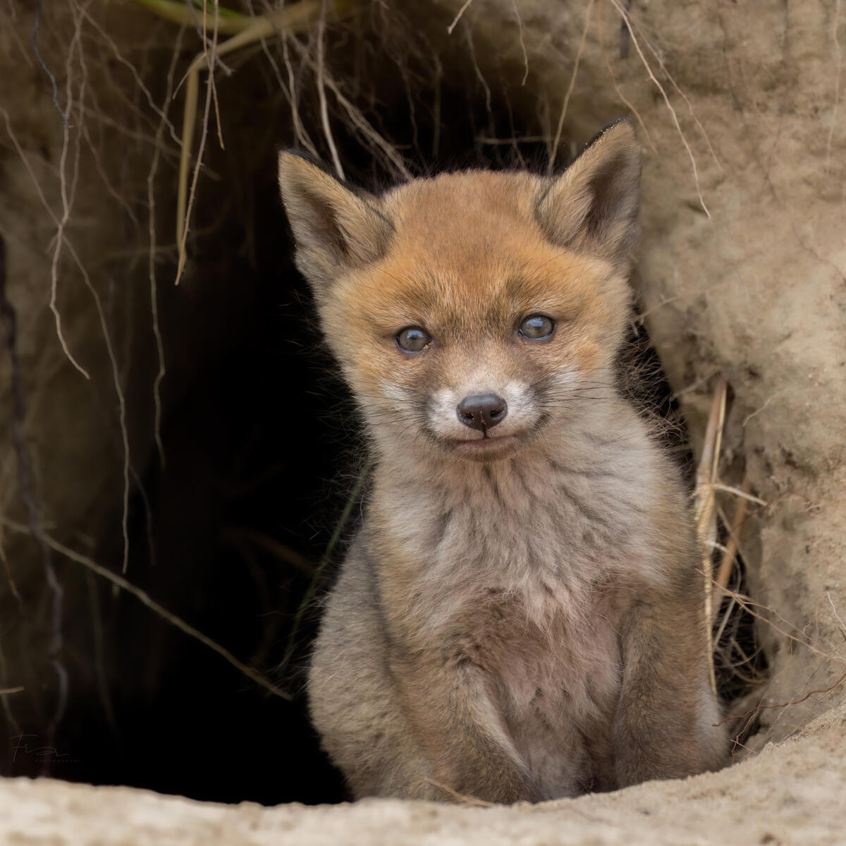 Foxcub