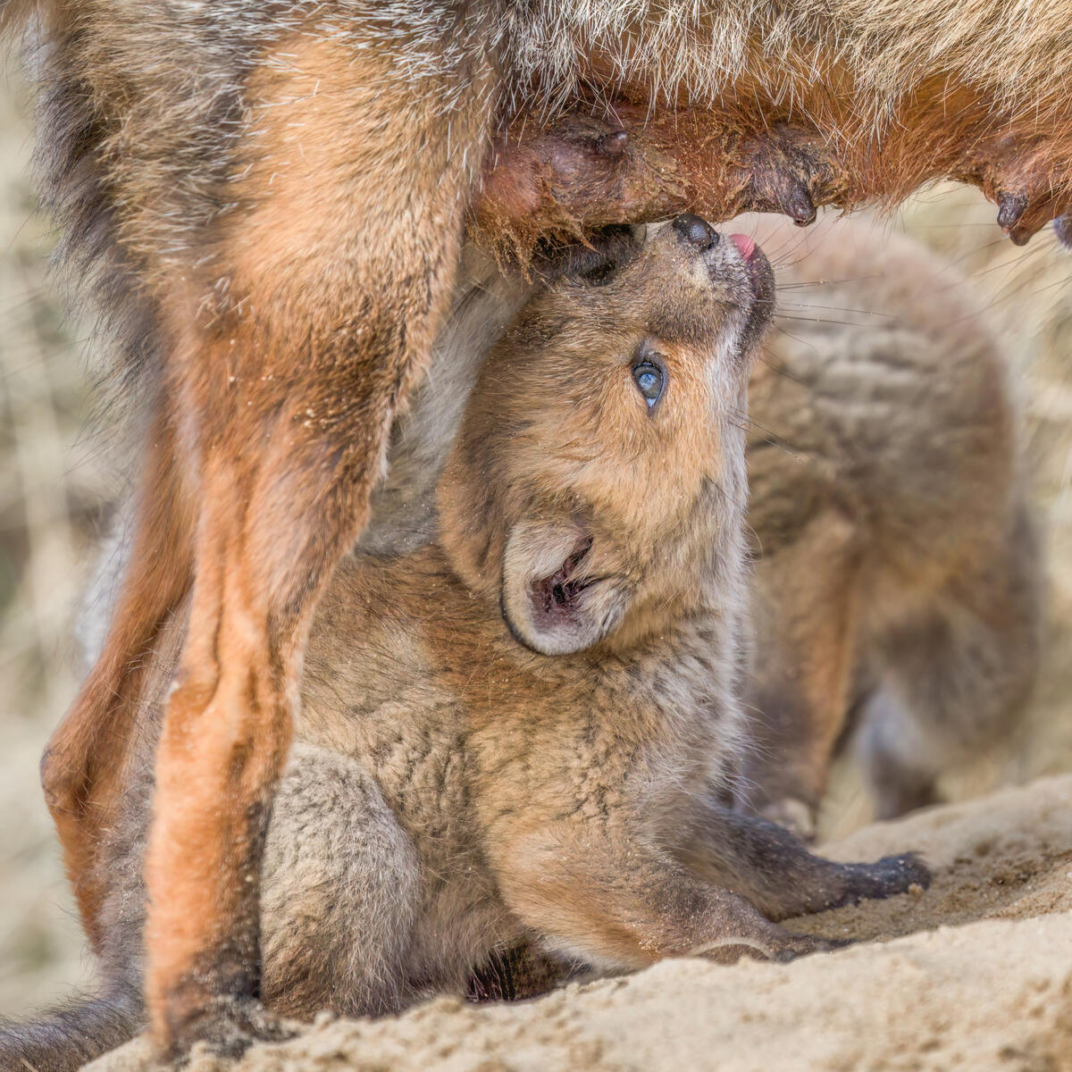 Thirsty Foxcub