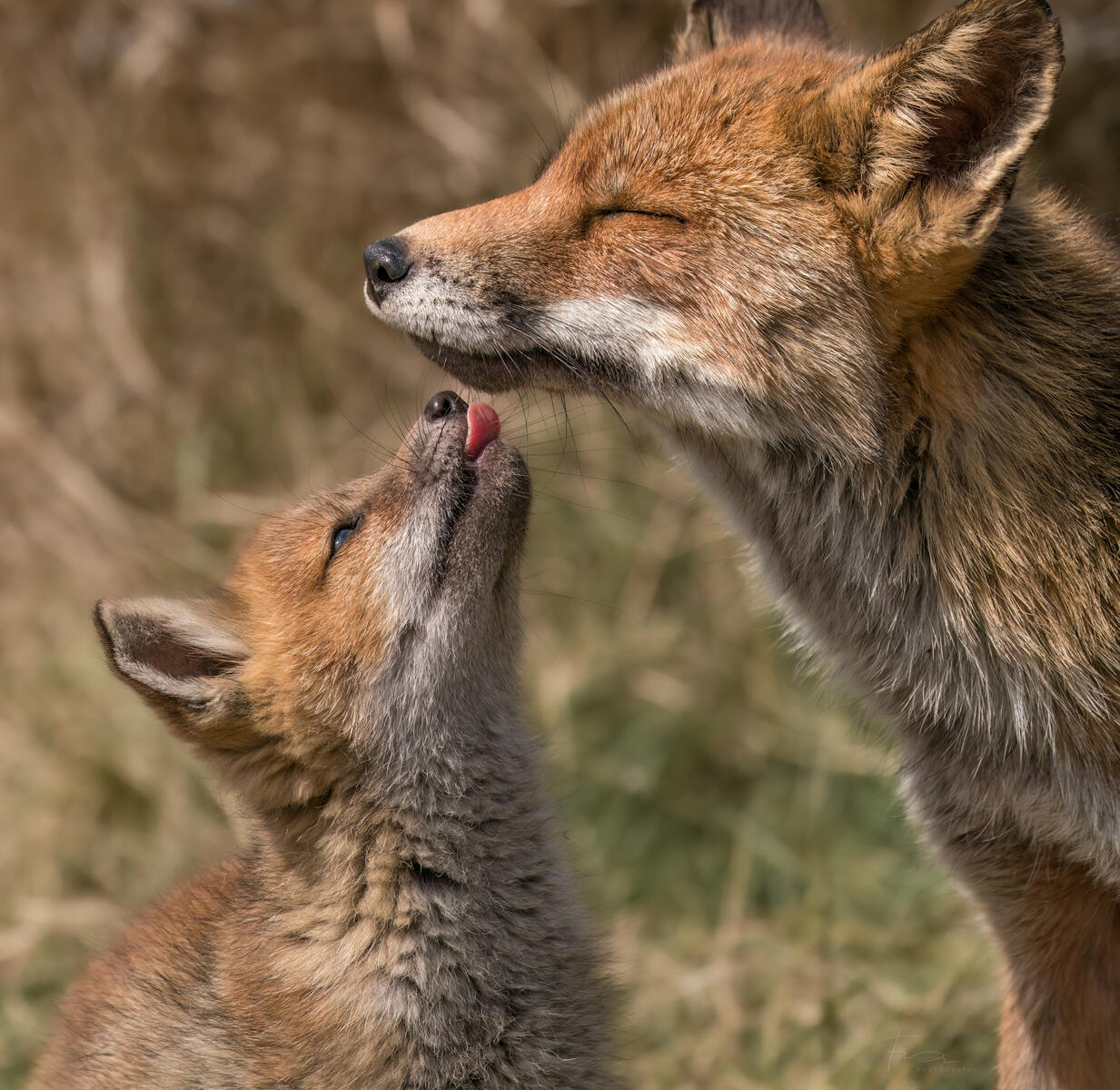 Fox kiss