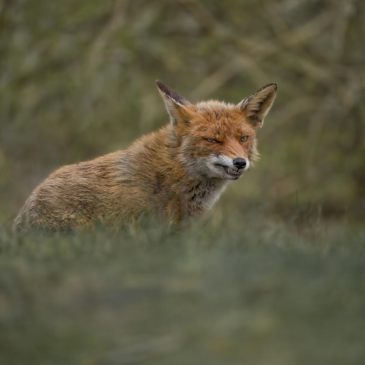 Hunter