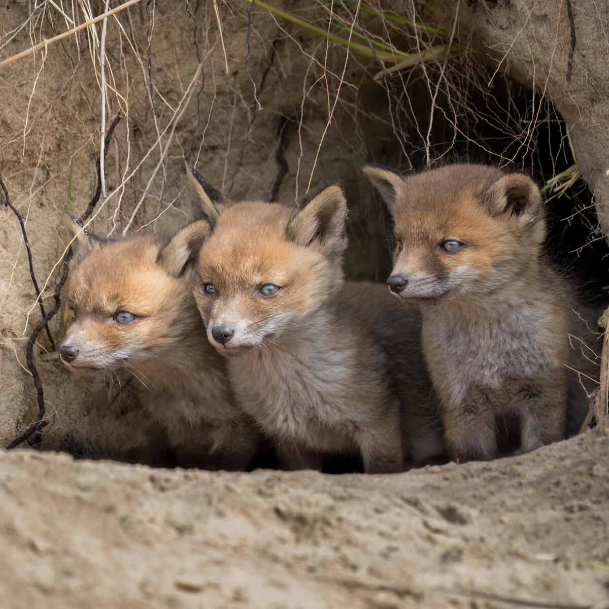 3 Foxcubs