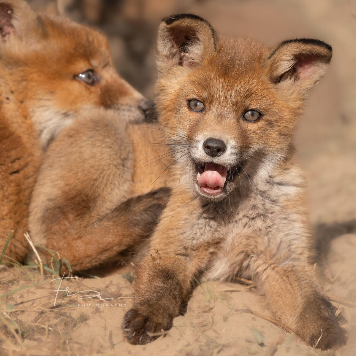 Foxcub