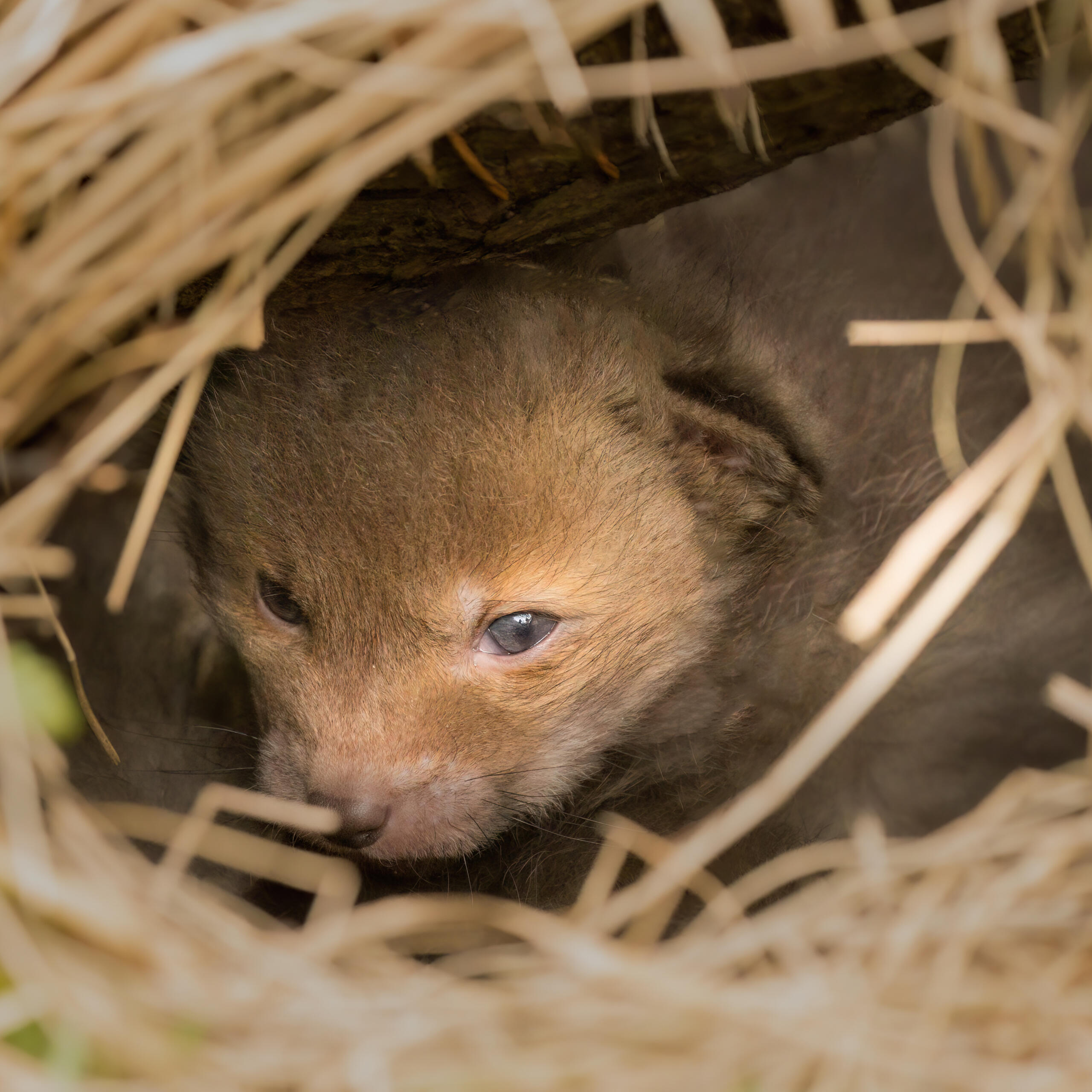 Smallest FOXcub