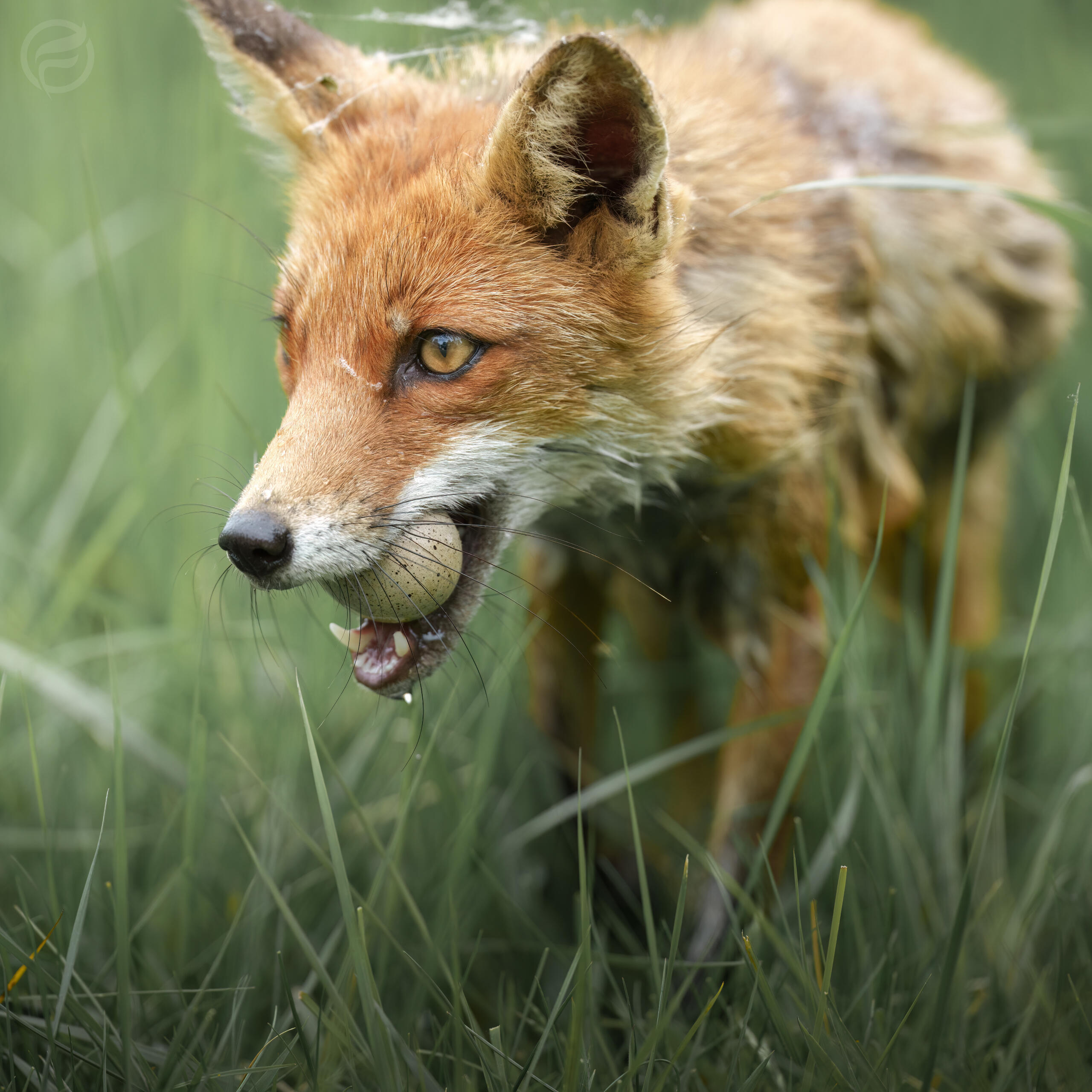 hunter fox