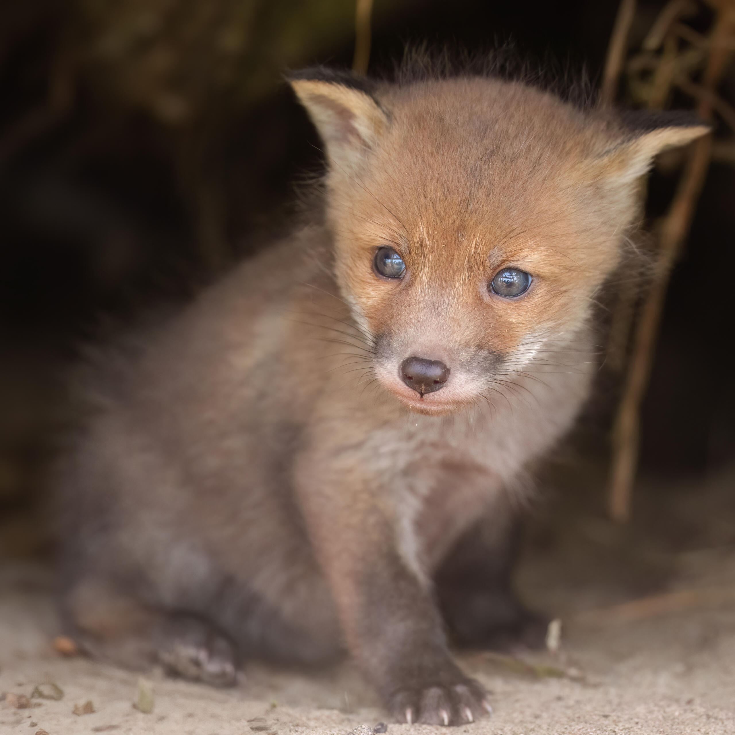 cute small foxcub
