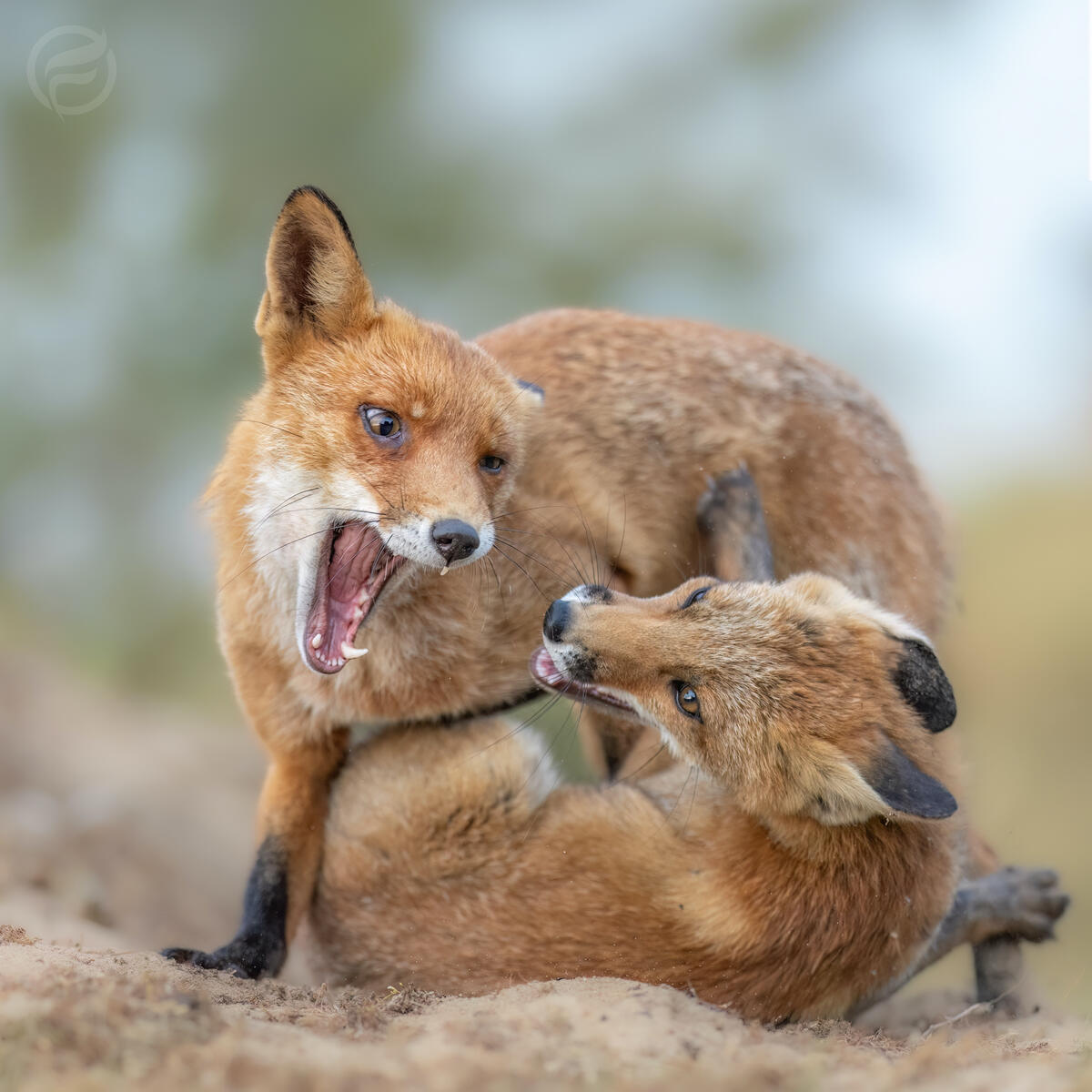 FIGHT