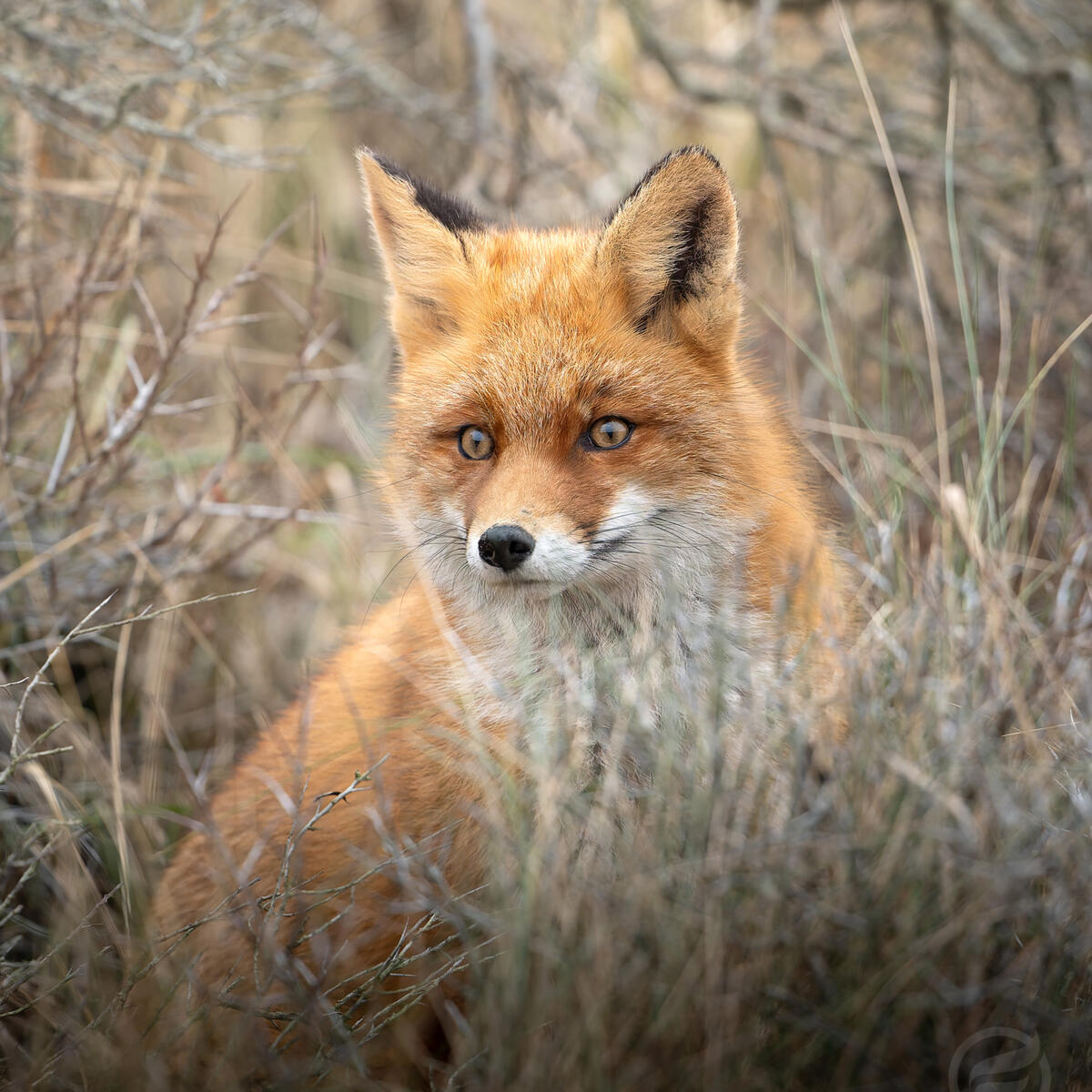 1st year foxcub