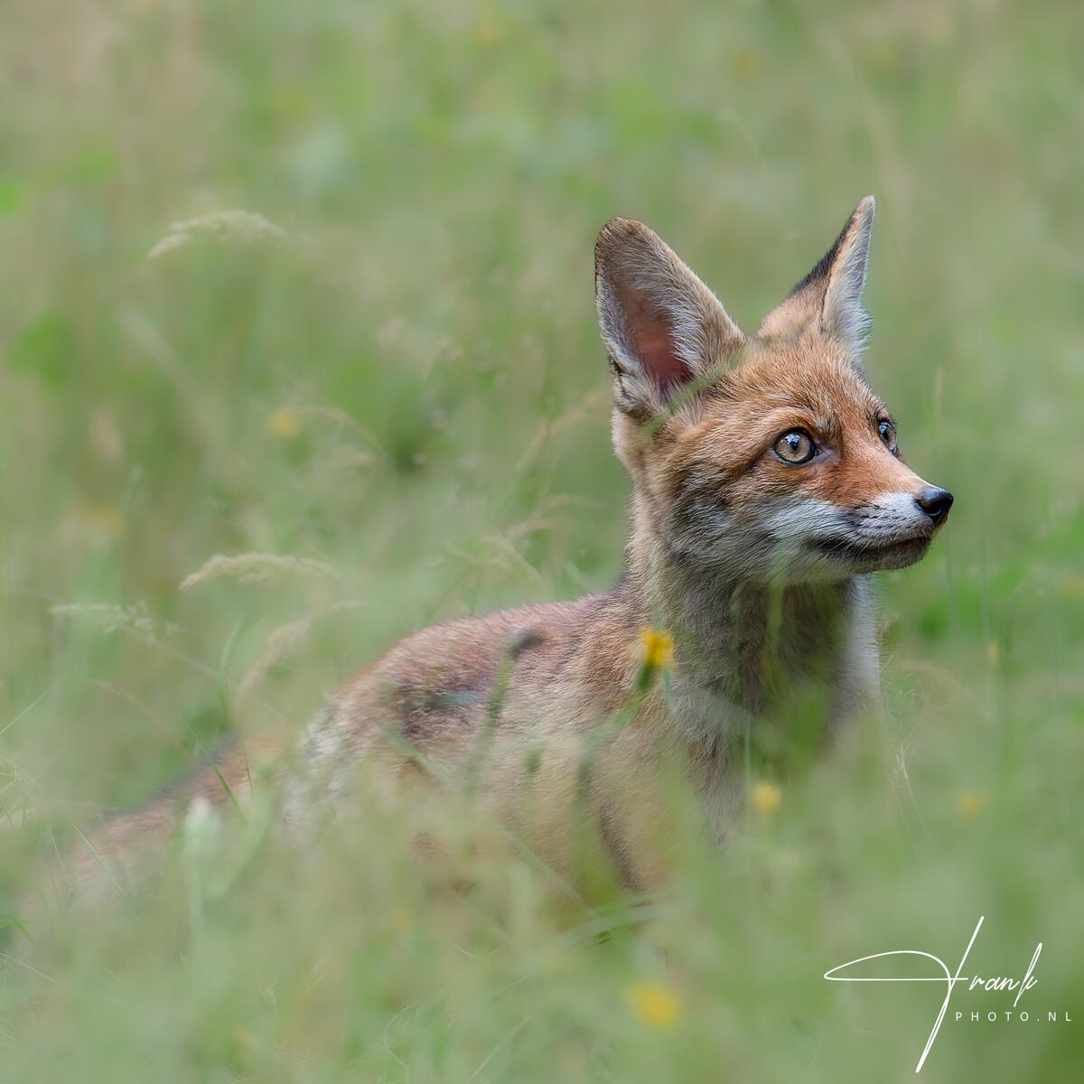2025 FoxCub