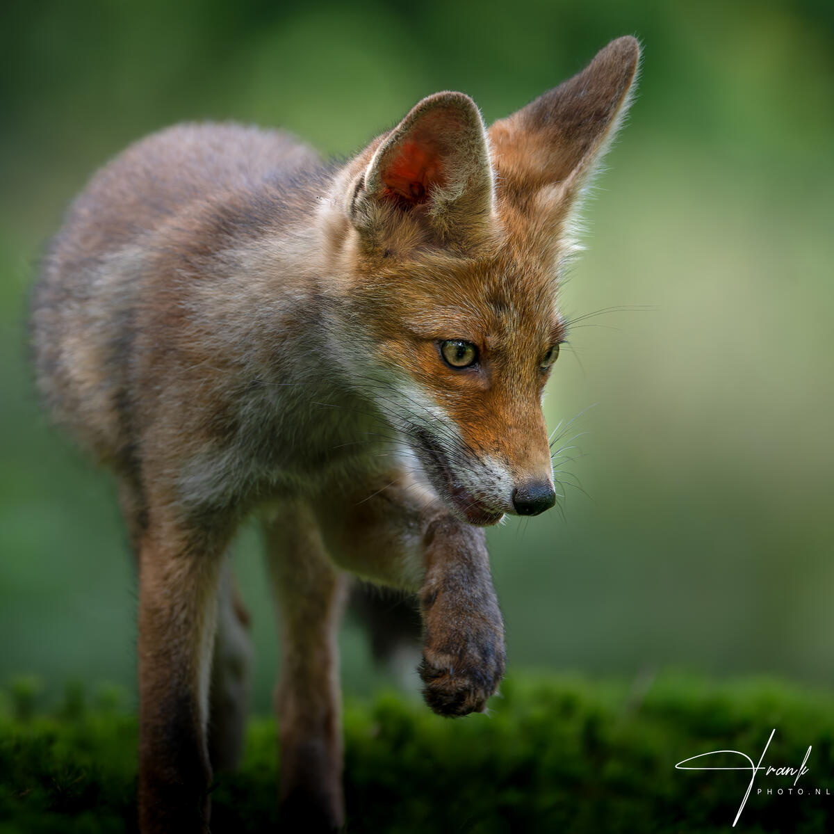 2025 FoxCub